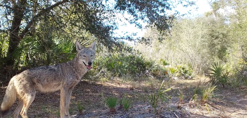 Wildlife ecologist busts myths about coyote behavior, including their predatory actions